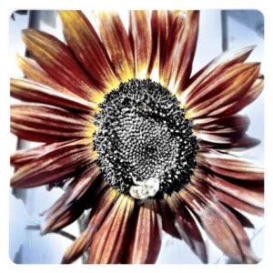 crochet flower motif inspiration sunflower with bee