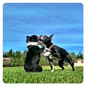 boston terrier mom and daughter