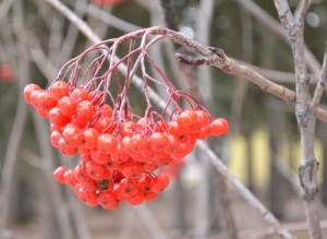 mountain ash berries picture