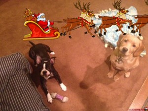 puppies at Christmas