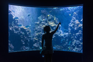 aquarium maui ocean center hawaii