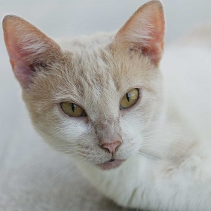 cat on porch